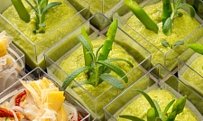 Набор овощных канапе «Поль Сезанн» с доставкой в офис и на дом (превью)